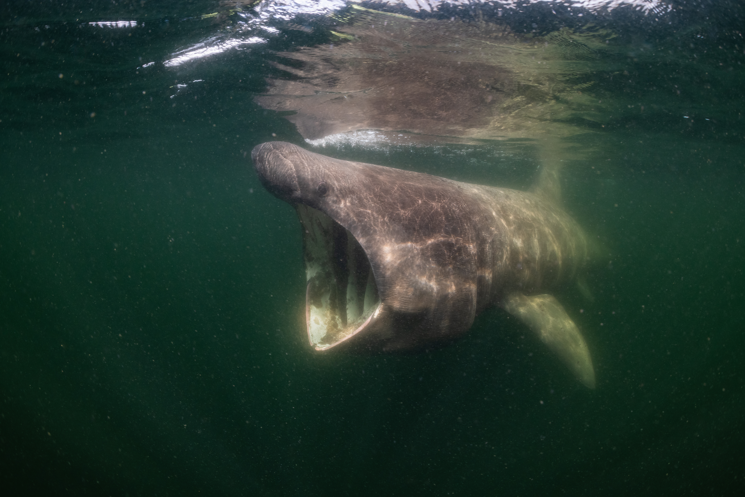 A basking shark with its enormous open mouth, taken from the documentary De Wilde Noordzee (North Sea: Nature Untamed)